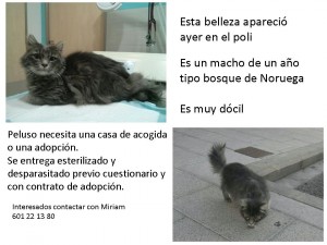 CartelPeluso